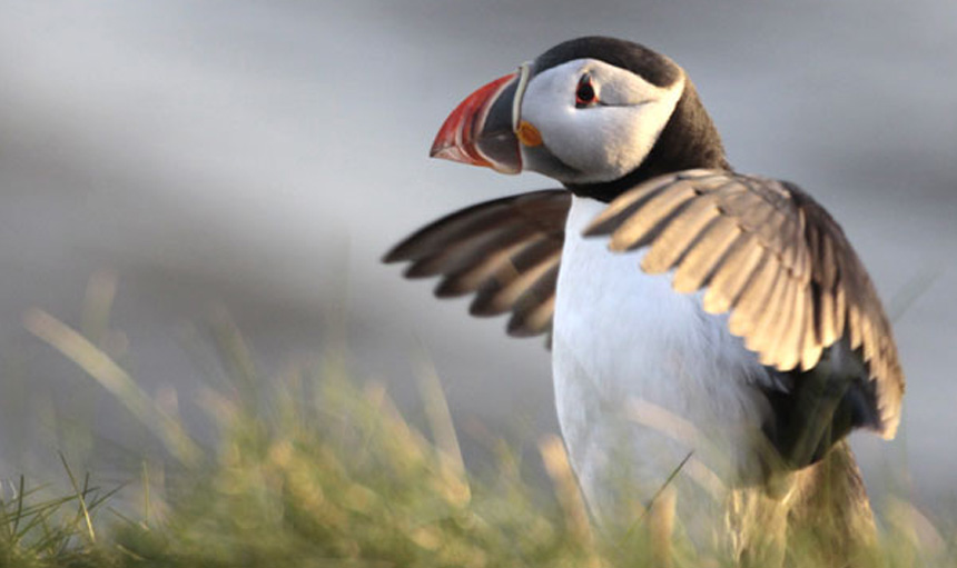 Amble Puffin Festival