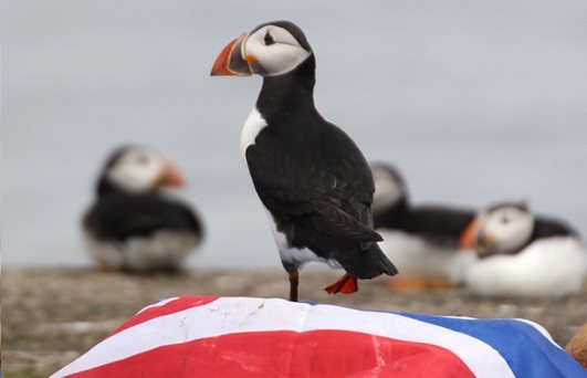 Amble Puffin Festival