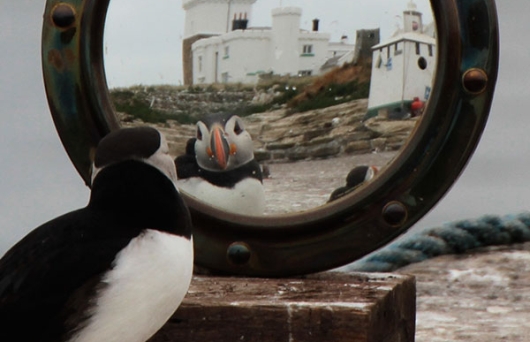 Amble Puffin Festival