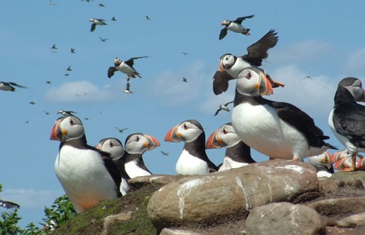 Amble Puffin Festival