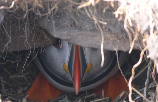 Amble Puffin Festival