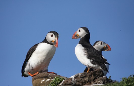 Amble Puffin Festival