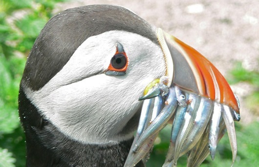 Amble Puffin Festival