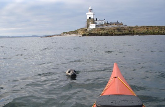 Amble Puffin Festival